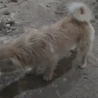 فروشی|سگ|جلفا, |دیوار