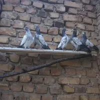 کبوتر پاکستانی|پرنده|ماهدشت, |دیوار