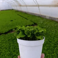 بذر نارنج برای سبزه عید ۱۴۰۵