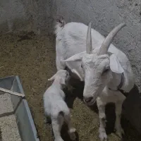 یک عددبزسانن زایده