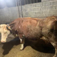 گاو سمینتال ۸ماه آبستن