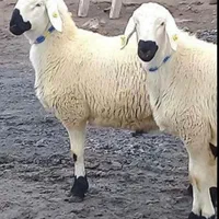 دام زنده وپرواری صداقت
