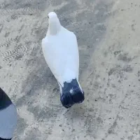 کبوتر پلاکی