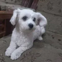 فروش سگ شیتزو تریر