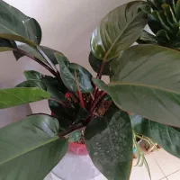 تعدادی گل|گل و گیاه طبیعی|فولادشهر, مسکن مهر فولادشهر|دیوار