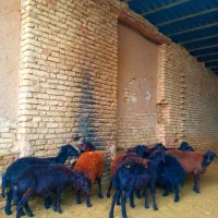 گوسفند قزل افشار و قره قزل اصل|حیوانات مزرعه|خمینیشهر, |دیوار