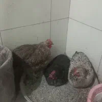 فروش مرغ خانگی