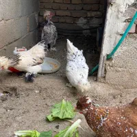 تخم نطفه دار پاکوتاه|حیوانات مزرعه|نوشین شهر, |دیوار