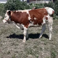 ماده گوساله سیمنتال سالم