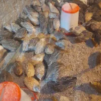 بلدرچین بالغ