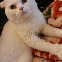 گربه اسکاتیش