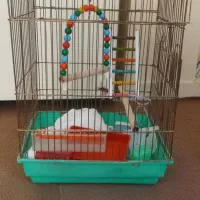 قفس عروس هلندی