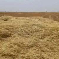 کاه گندم دیم