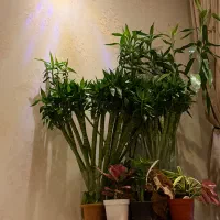 بامبو لوتوس تایلندی