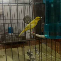 دختر ماده سوپر|پرنده|بندر انزلی, آذربایجان|دیوار