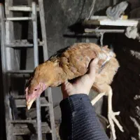 جوجه خروس دو رگه