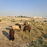 فروش گوسفند داشت