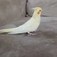 عروس هلندی ۶۰۰