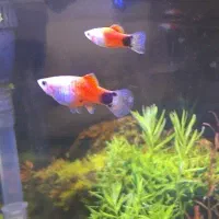 ماهی پلاتی میکی موس|ماهی|ملایر, |دیوار