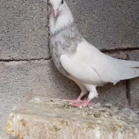 کبوتر طوقی|پرنده|یاسوج, |دیوار