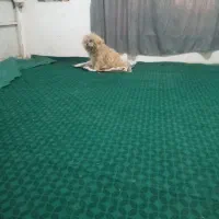 سگ شیتزو|سگ|نیشابور, کشتارگاه|دیوار