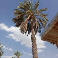 قطع وخریداری نخل و مرکبات