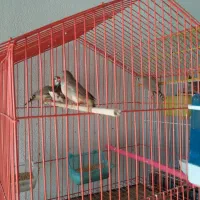 سه جفت فنچ مولد