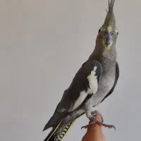 عروس هلندی ماده|پرنده|دالاهو, |دیوار