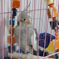 عروس هلندی ماده|پرنده|دالاهو, |دیوار