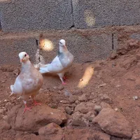 کبوتر