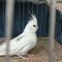 عروس هلندی سفید