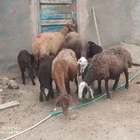 گوسفنددامازلق پنج عددجوان وبره دار وپرشیر|حیوانات مزرعه|تبریز, |دیوار