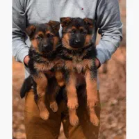 ژرمن شپردشولاین