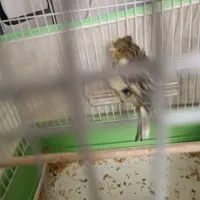 قناری ماده آماده فر کلکسیونی|پرنده|شیراز, احمدآباد|دیوار