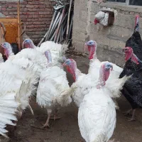 بوقلمون بیوتی محلی وخرت دوسال|حیوانات مزرعه|سقز, |دیوار