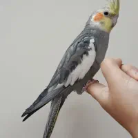 عروس هلندی نر سخنگو
