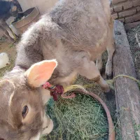 گوساله نر|حیوانات مزرعه|گلپایگان, |دیوار