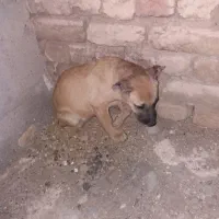 سگ سرابی ماده