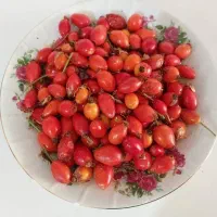 گل نسترن وحشی