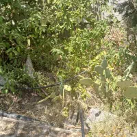 فروش-یا-معاوضه-باغشهر