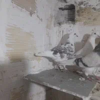 کبوتر فروشی|پرنده|شاهرود, |دیوار