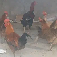 خروس محلی درکرمانشاه