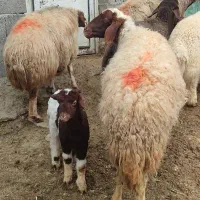 گوسفند میش وبره