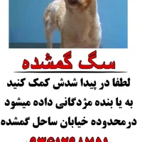 یابنده مژدگانی دریافت میکند