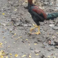 خروس|حیوانات مزرعه|سیاهکل, |دیوار