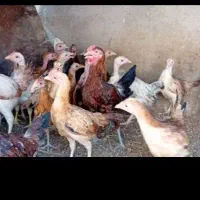 جوجه شروایی زابل