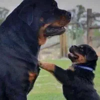 توله های رتوایلر