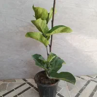 فیکوس لیراتا