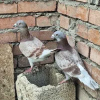کبوتر کیلو متری