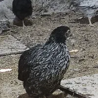 جوجه خروس و جوجه مرغ محلی|حیوانات مزرعه|ارژن, |دیوار